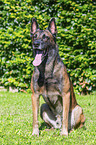 Malinois