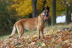 male Malinois