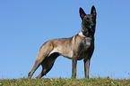 male Malinois