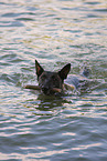 male Malinois
