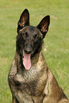 male Malinois