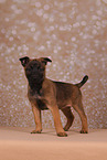 Malinois Puppy