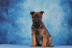 Malinois Puppy