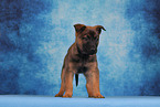 Malinois Puppy