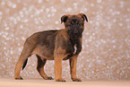 Malinois Puppy