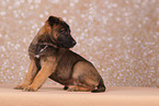 Malinois Puppy