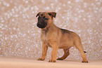 Malinois Puppy