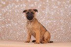 Malinois Puppy