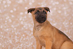 Malinois Puppy