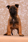 Malinois Puppy