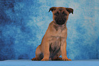 Malinois Puppy