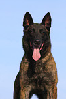 male Malinois