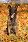 male Malinois