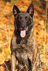 male Malinois