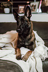 Malinois