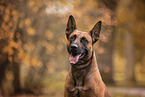 Malinois