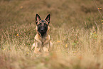 Malinois