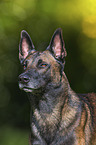 Malinois