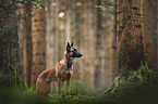 Malinois