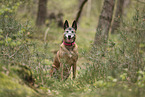 old Malinois