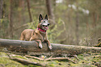 old Malinois