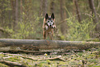 old Malinois