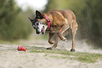 old Malinois