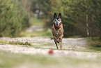 old Malinois