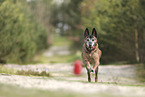 old Malinois