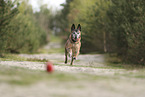 old Malinois