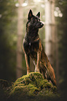Malinois