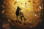 Malinois