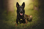 Malinois