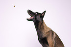 Malinois