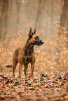 Malinois
