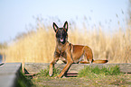 Malinois