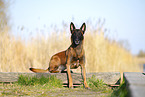 Malinois