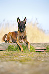 Malinois