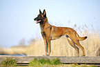 Malinois