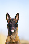 Malinois