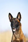 Malinois
