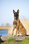 Malinois
