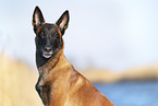 Malinois