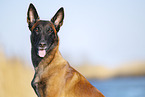 Malinois