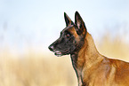 Malinois
