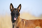 Malinois