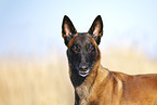 Malinois