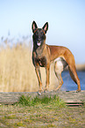 Malinois