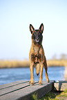Malinois