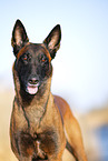 Malinois
